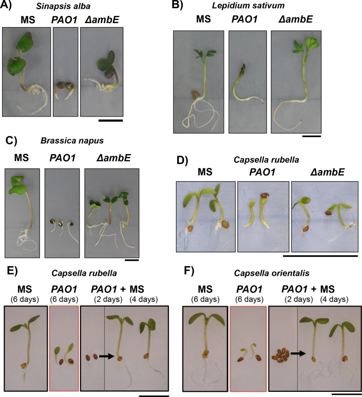 Figure 7—figure supplement 3.