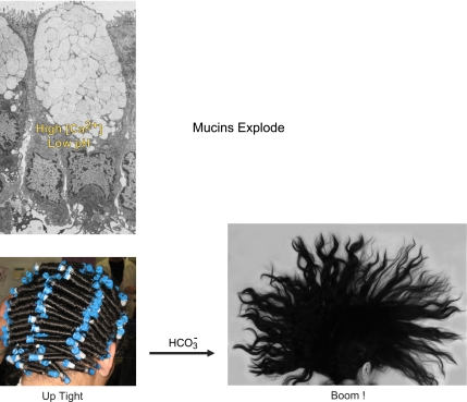 Fig. 10.