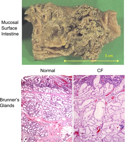 Fig. 4.