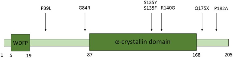 Fig. 1