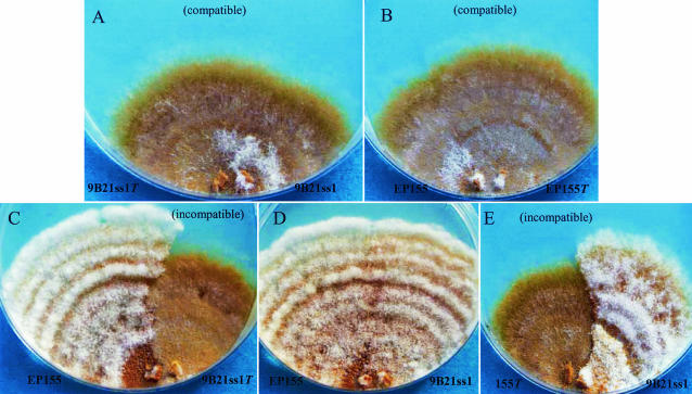 FIG. 5.