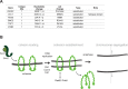 Figure 3—figure supplement 2.