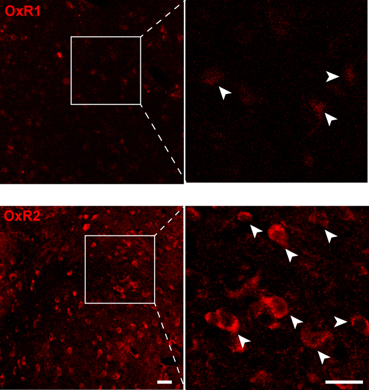 Supplementary Fig. 4