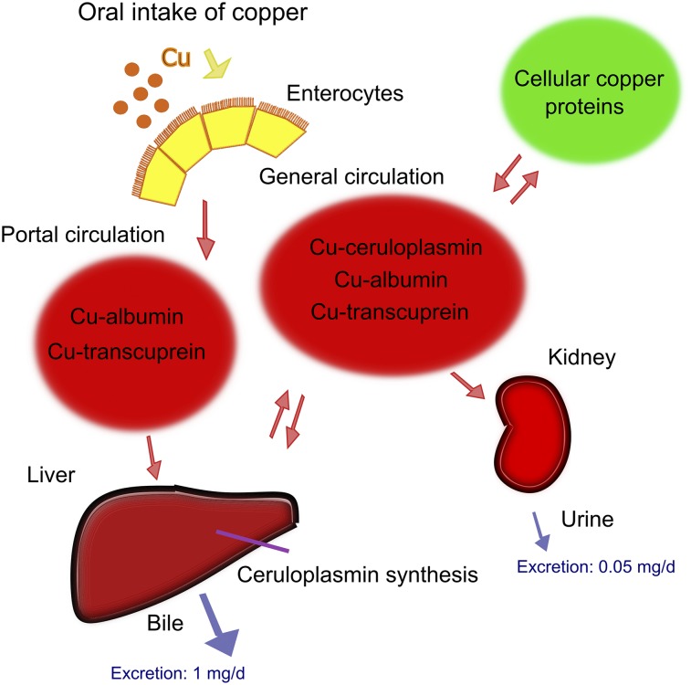 FIGURE 1.