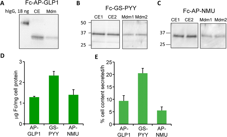 Fig. 3