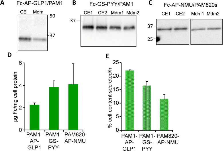 Fig. 4