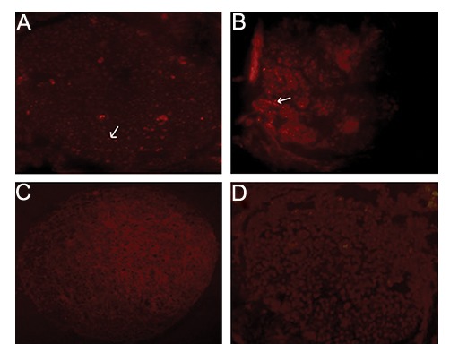 Fig.3