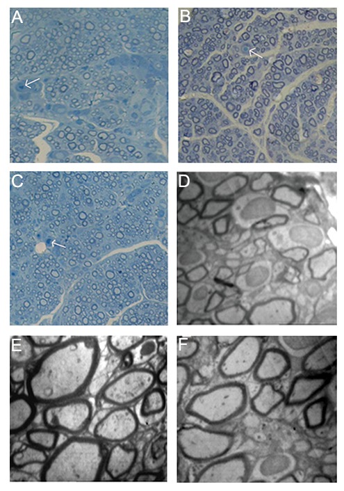 Fig.5