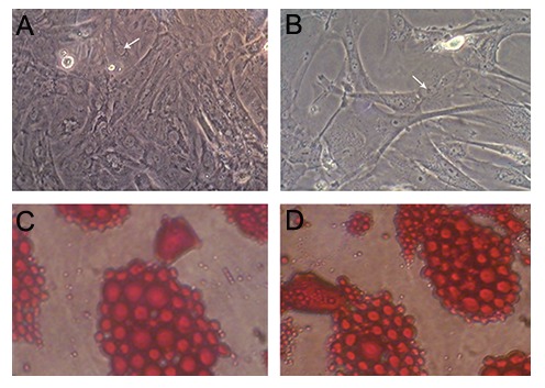 Fig.1