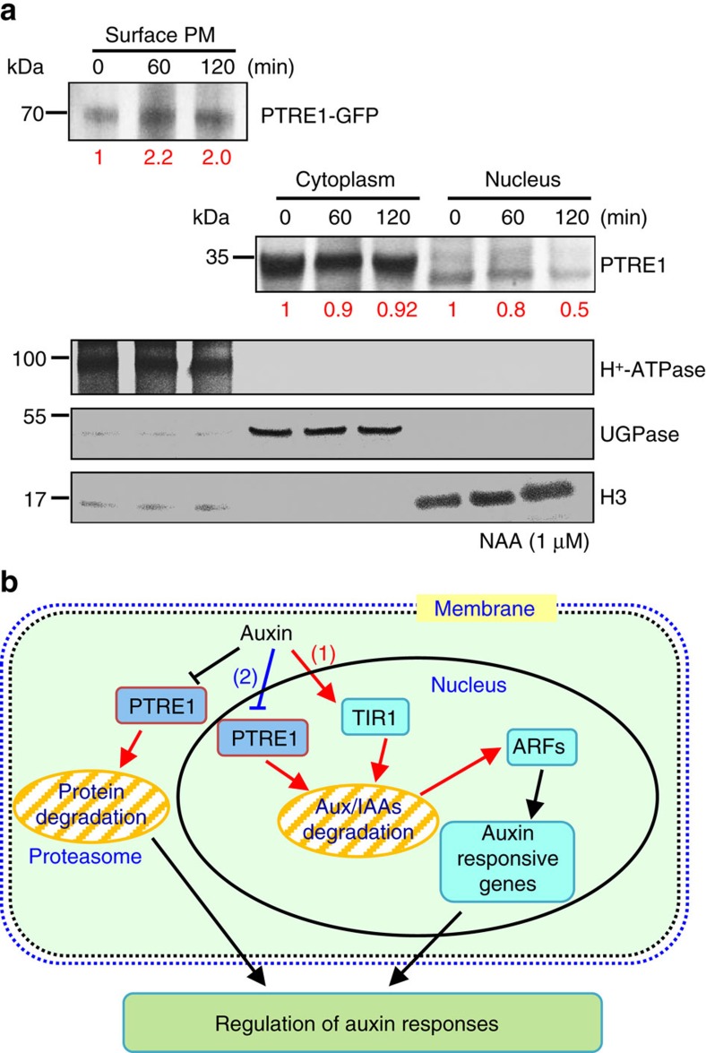 Figure 6