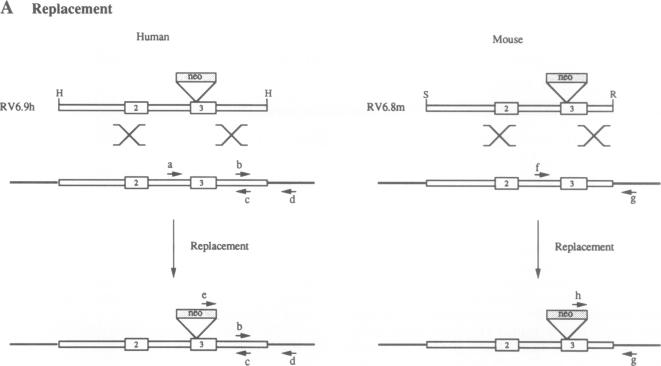 graphic file with name pnas01068-0174-a.jpg