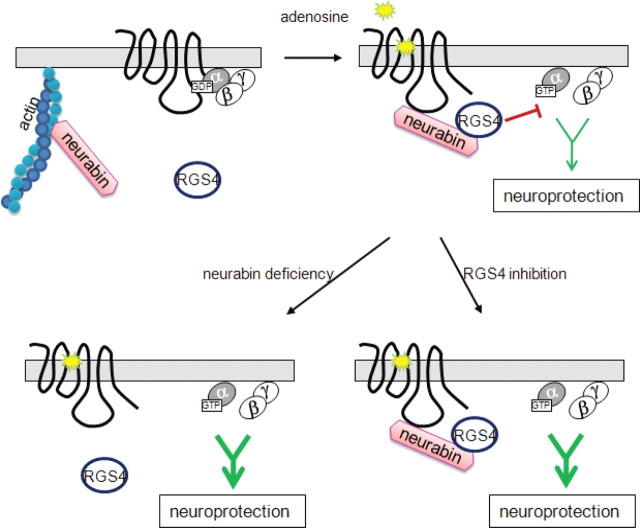 Figure 13.