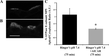 Fig. 5.