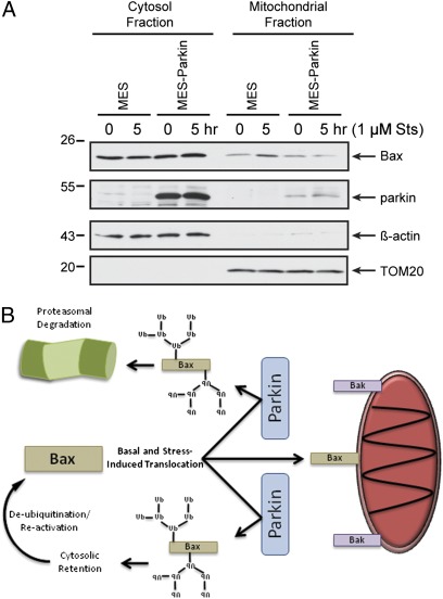 Fig. 5.