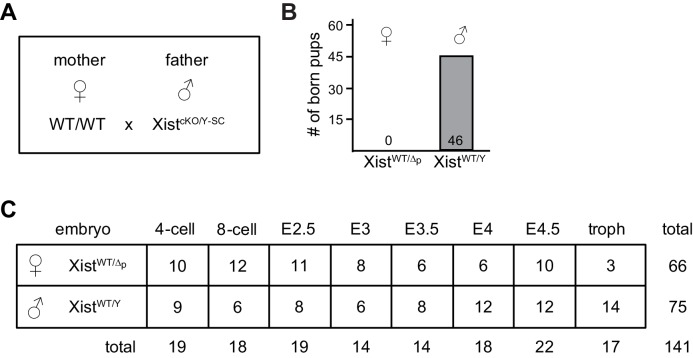 Figure 5—figure supplement 1.