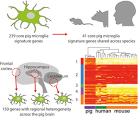 graphic file with name GLIA-71-334-g001.jpg