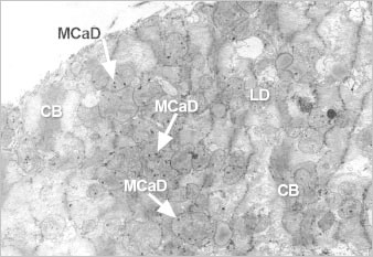 graphic file with name 5FF2.jpg