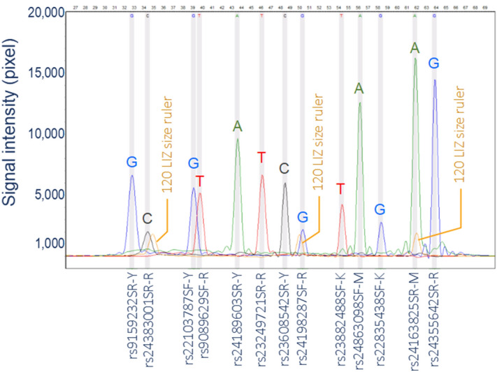 Figure 1