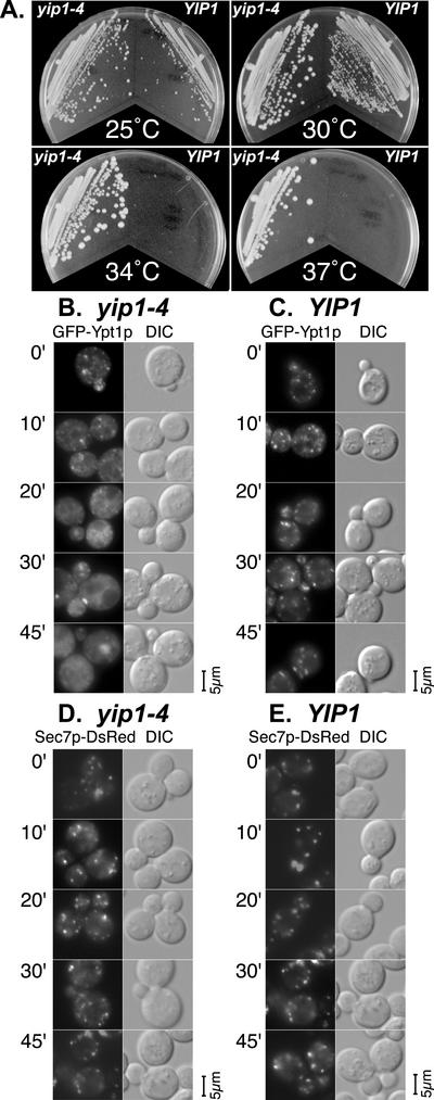 Figure 7.