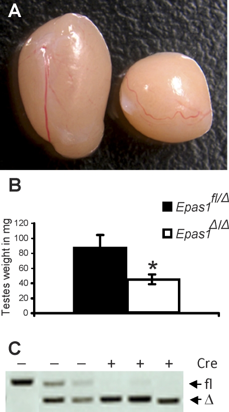 FIG. 1.