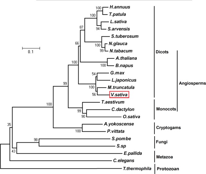 FIGURE 1