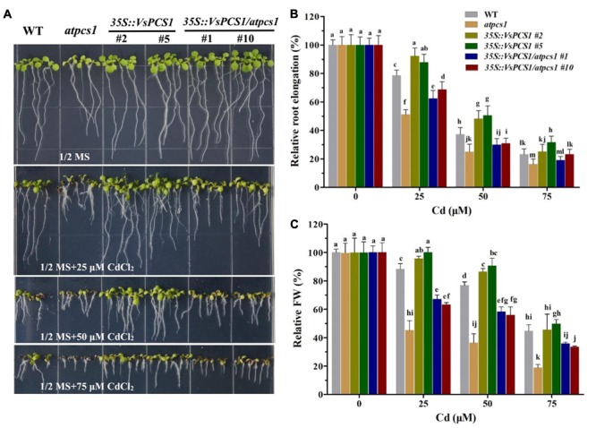 FIGURE 4