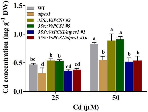 FIGURE 5