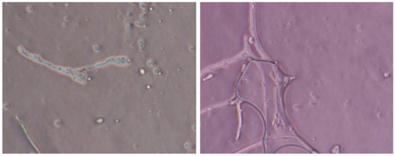Fig. 10