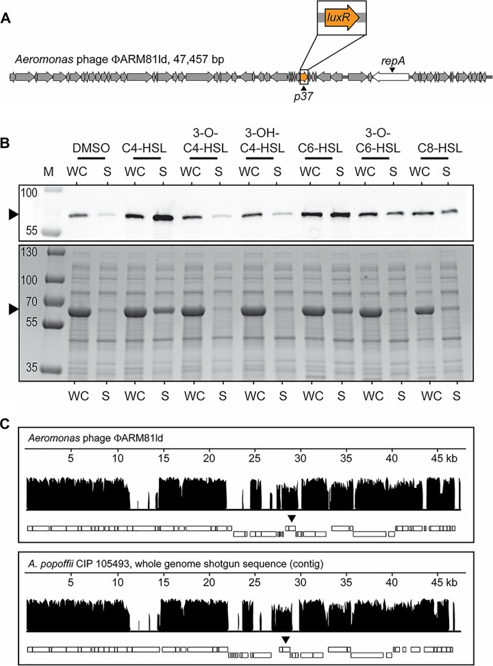 FIG 1