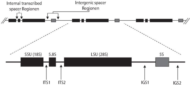 graphic file with name 15033_2021_2754_Fig8_HTML.jpg