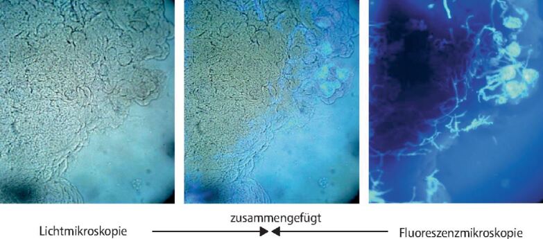 graphic file with name 15033_2021_2754_Fig9_HTML.jpg