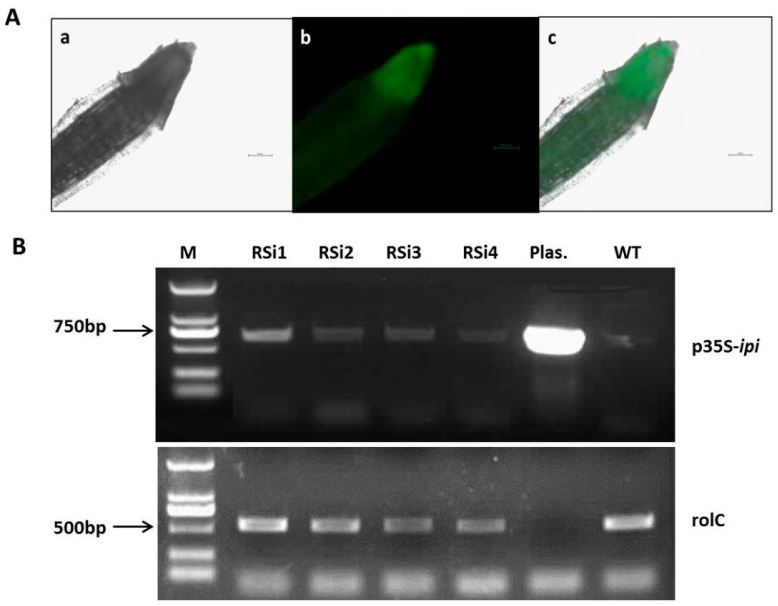 Figure 6