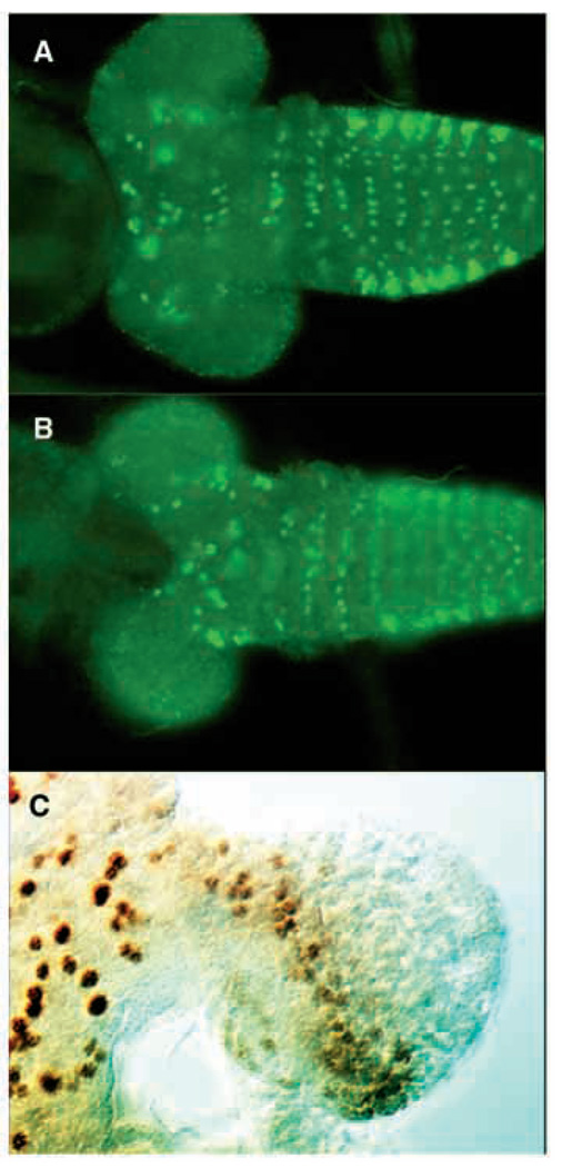 Fig. 5