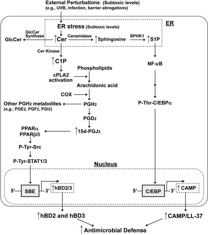 FIG 5