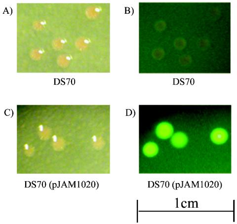 FIG. 2.