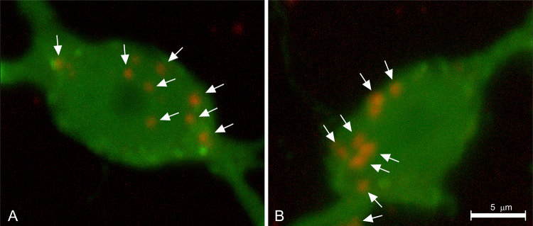 Fig. 8