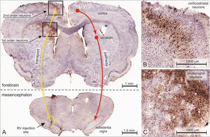 Fig. 9