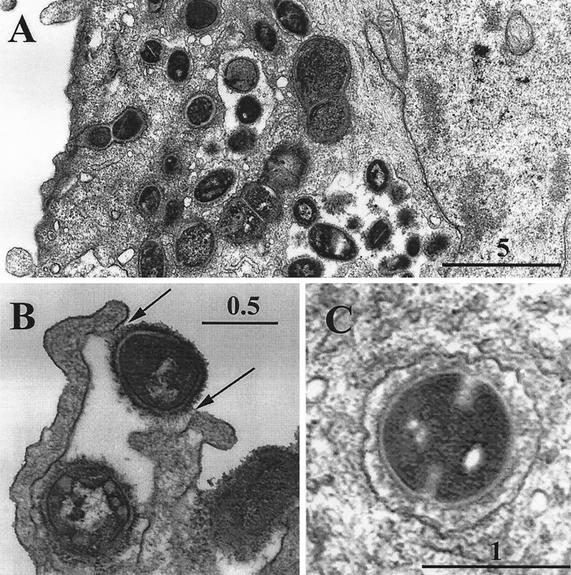 FIG. 2.