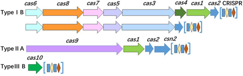 FIGURE 7