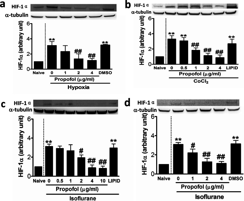 graphic file with name 41416_2025_3175_Figb_HTML.jpg