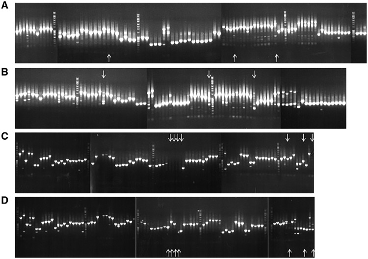 Figure 3: