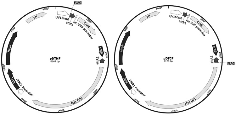 Figure 1: