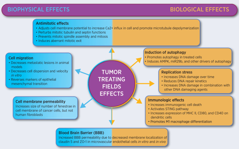 Figure 1. Biological and biophysical effects of TTFields.