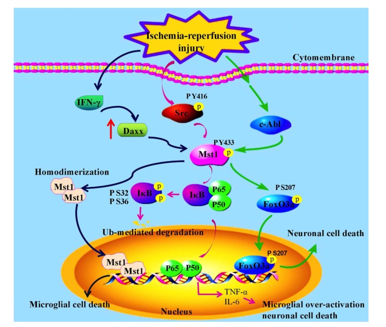 Fig. (1)