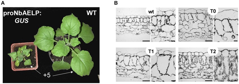 Figure 9