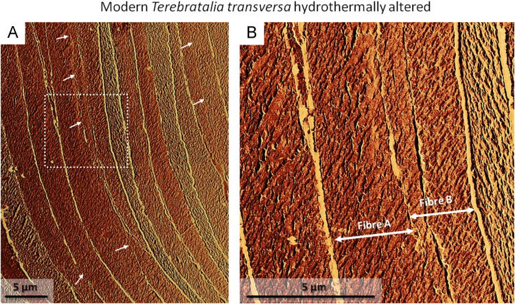 Fig. 11