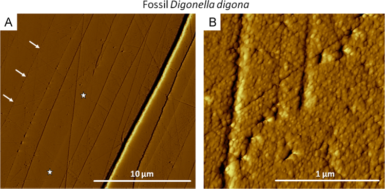 Fig. 12