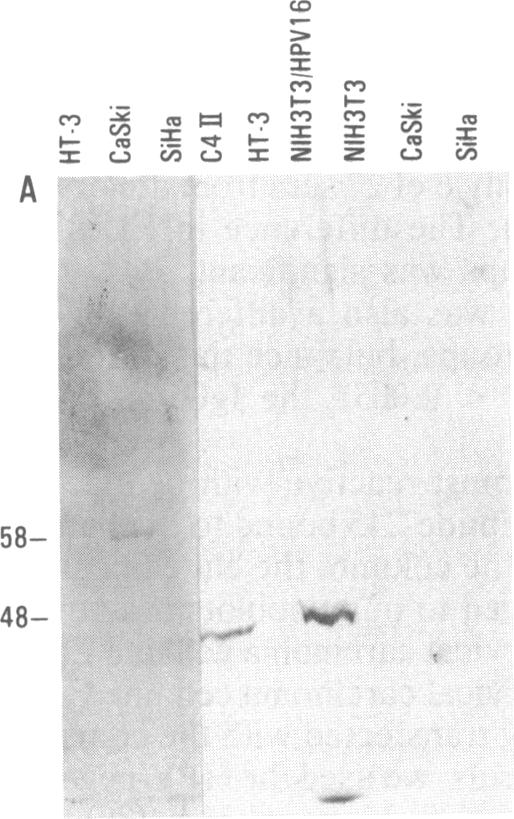 graphic file with name pnas00250-0407-a.jpg