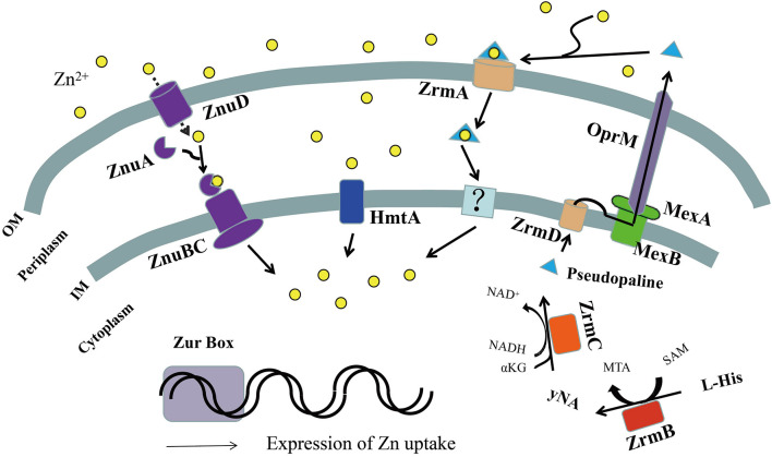 FIGURE 2