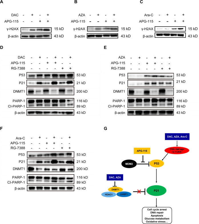 Fig. 6